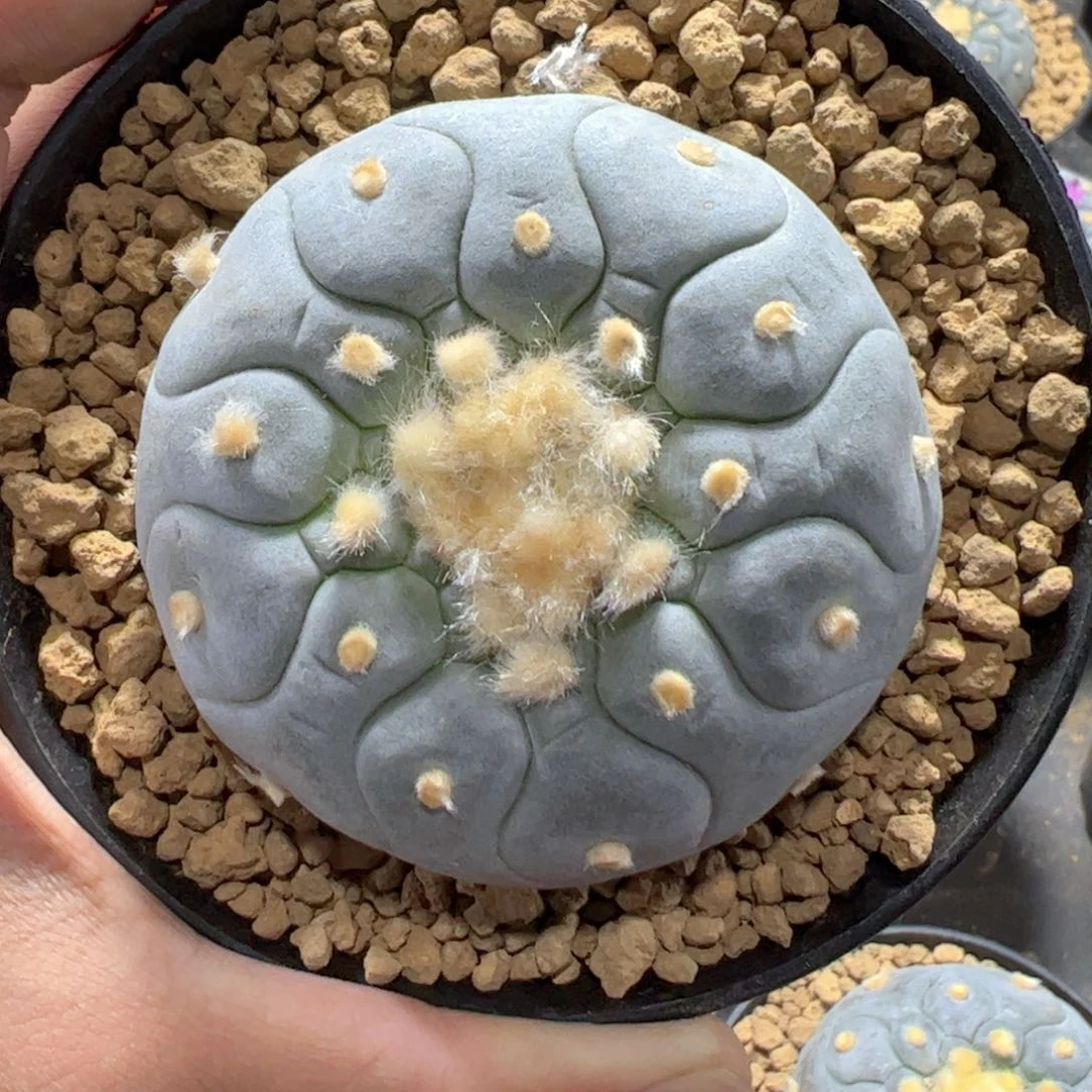 实生带盆H3hghwhshsj