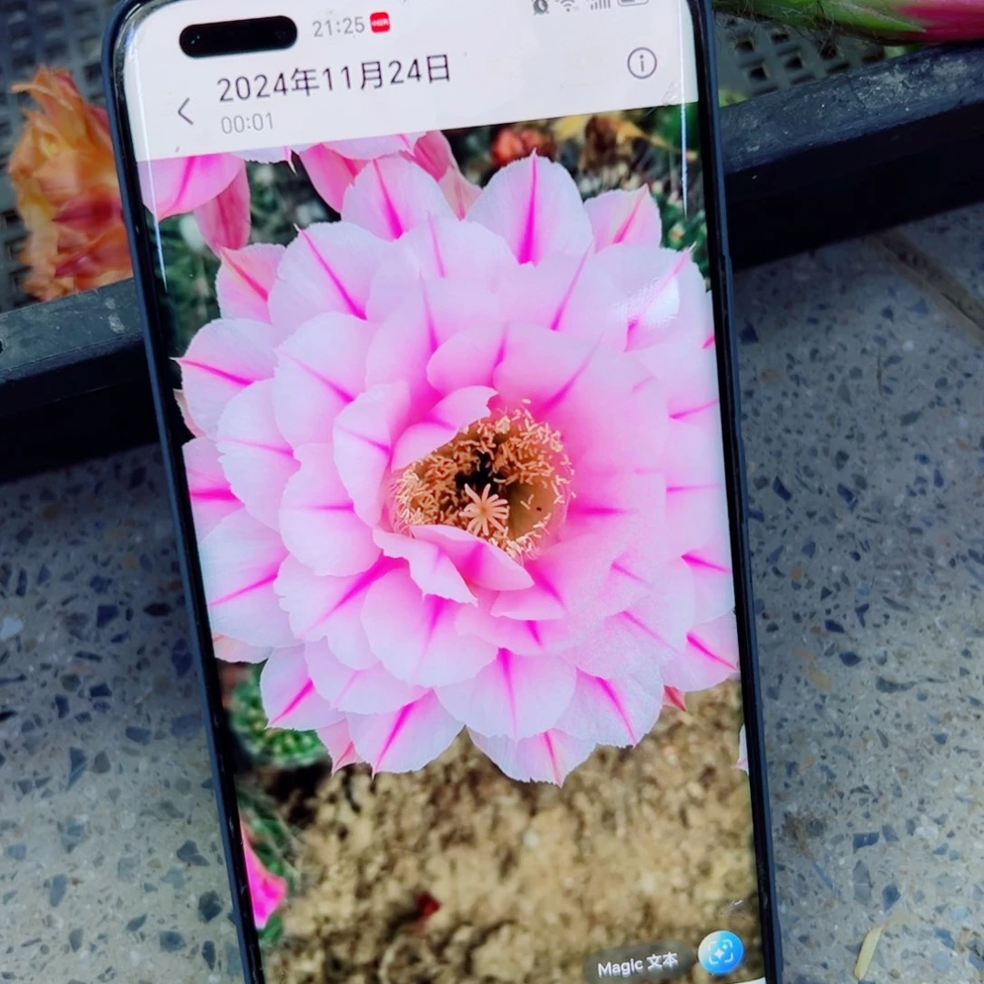 下82彩草一路莲花歪无根侧芽3一4公分左右20包邮