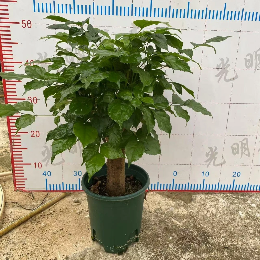 绿宝幸福树室内办公室桌面小盆栽绿植