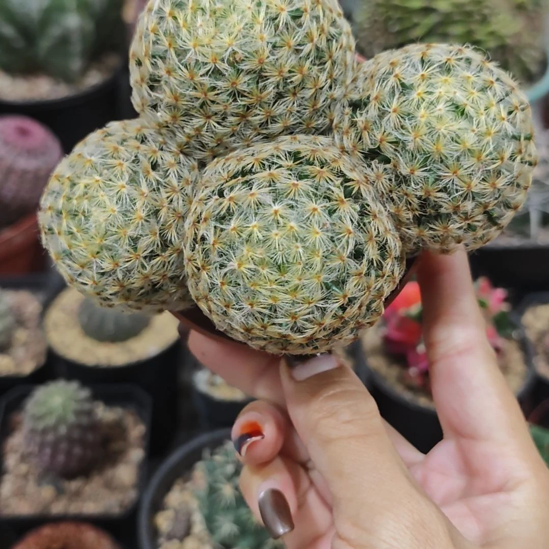 福利实生根粉花明星