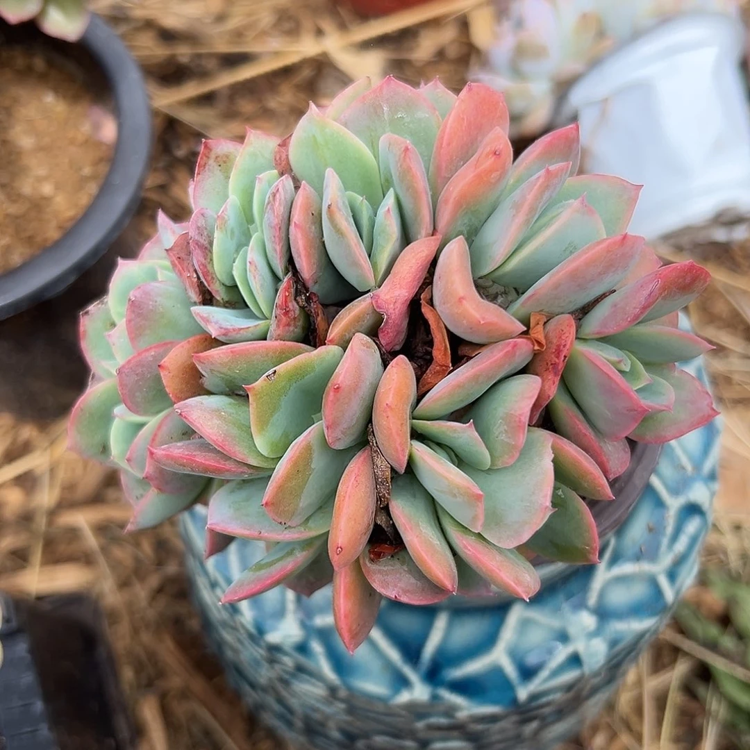 多肉植物绮罗群生