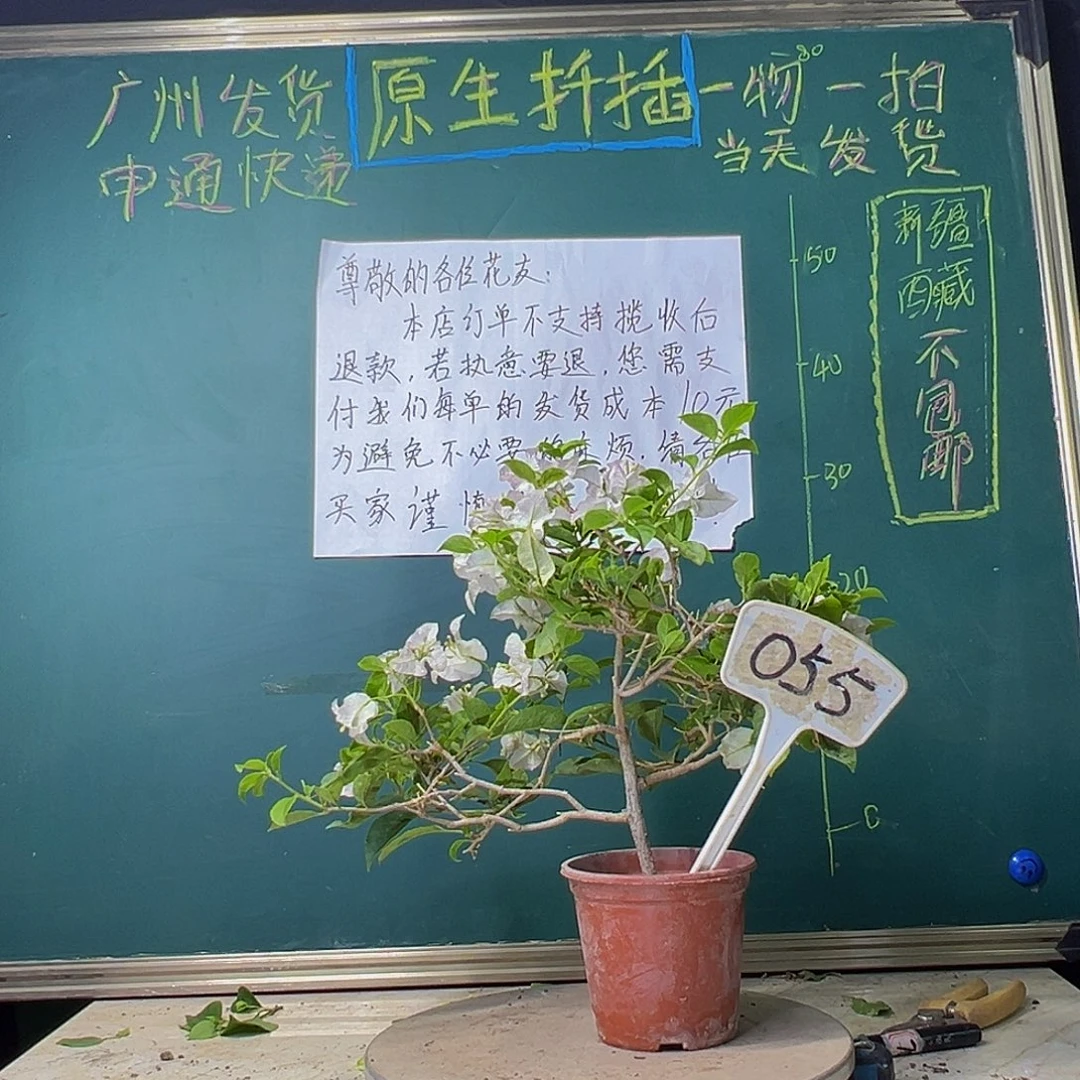 当前无花栽培后可以开花下播 绿叶丽娜055
