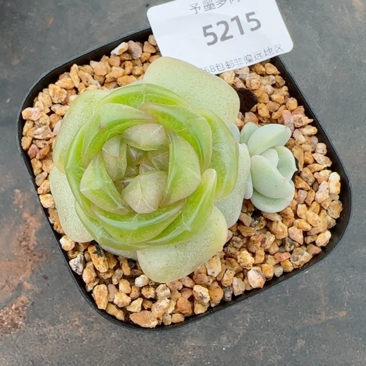 黄恋，5215多肉植物
