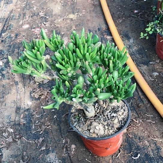****）吸财树多肉植物002