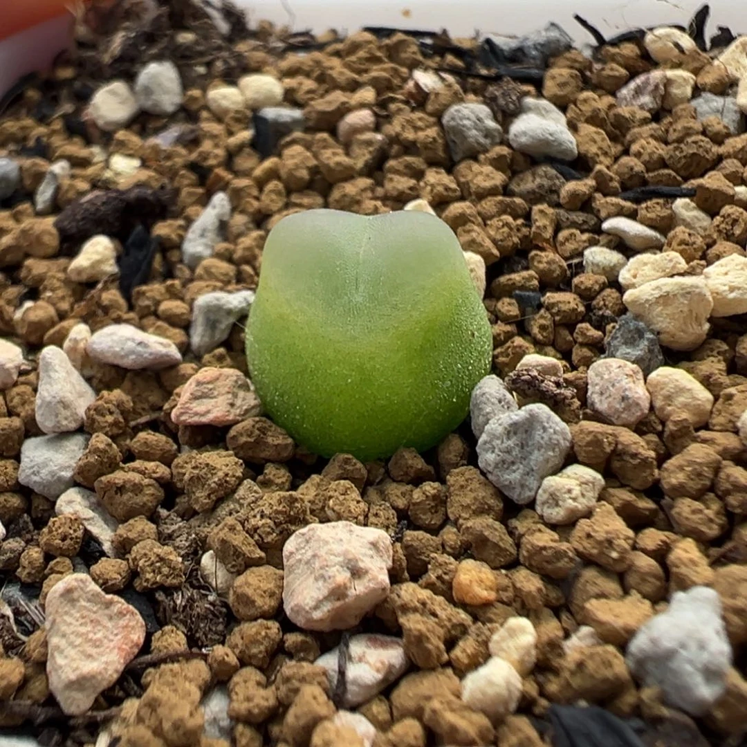 172拉登带盆土发货