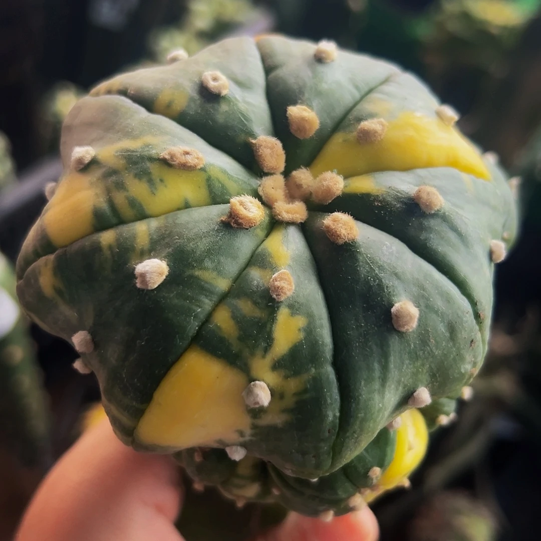 无花朵福利海星兜锦群277