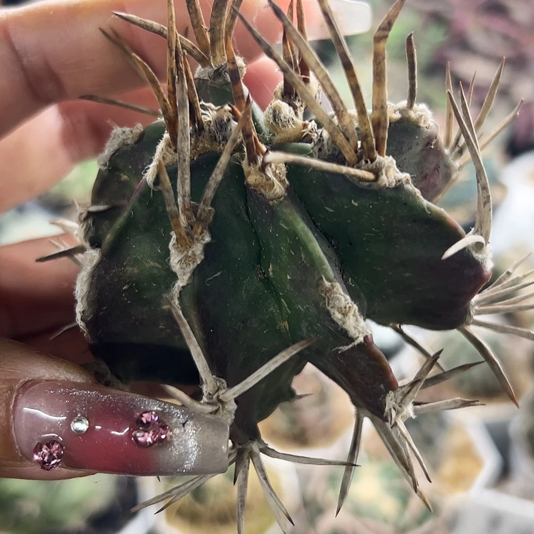 金刺牛角大风有根仙人球66666666