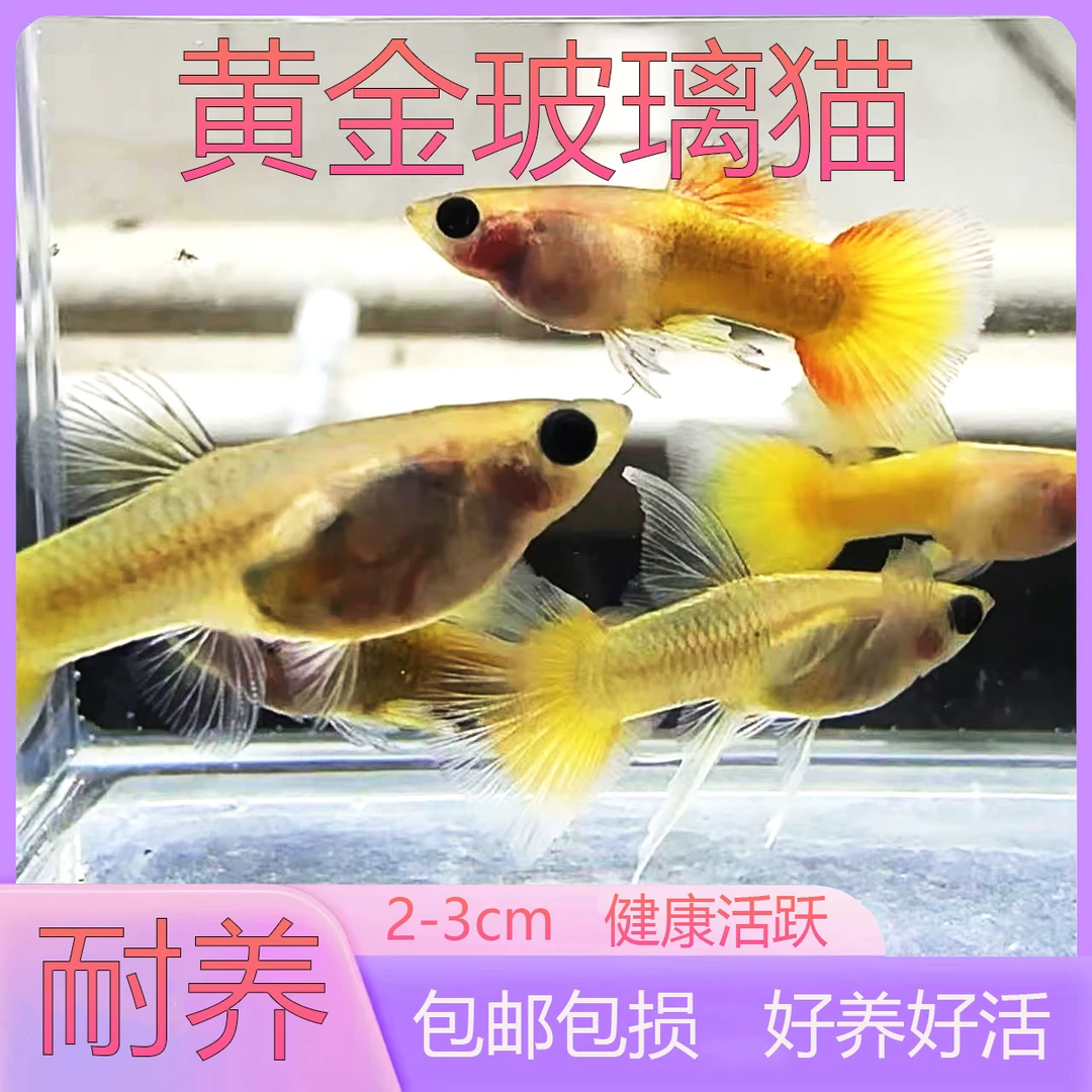 黄金玻璃猫孔雀鱼纯种观赏鱼小型淡水好养热带鱼精品活体凤尾