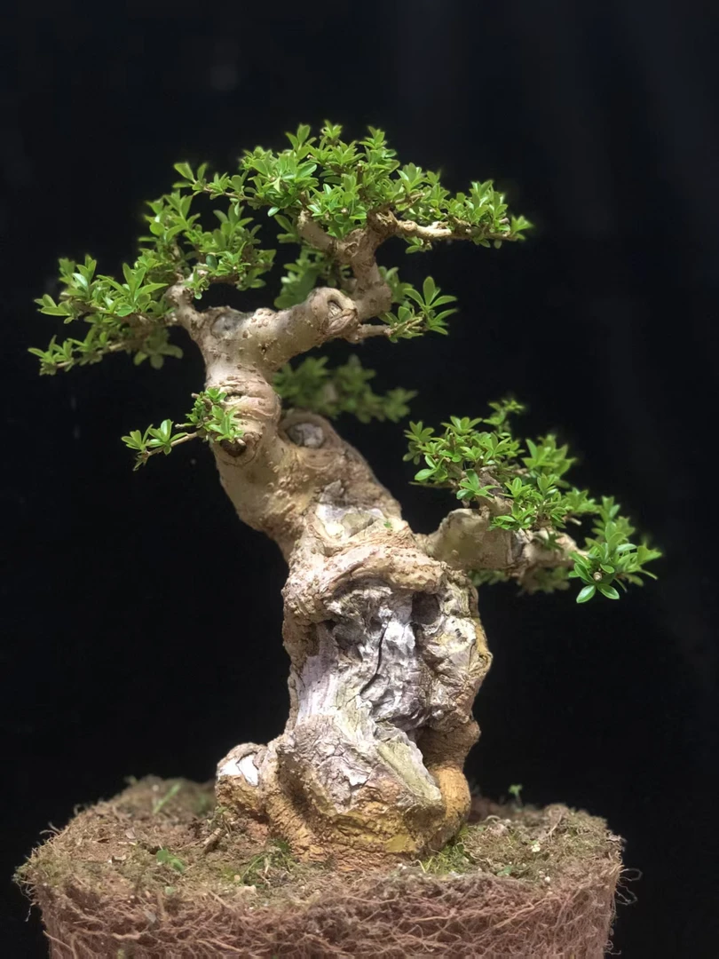 观青意 年功老桩盆景 直播间一物一拍