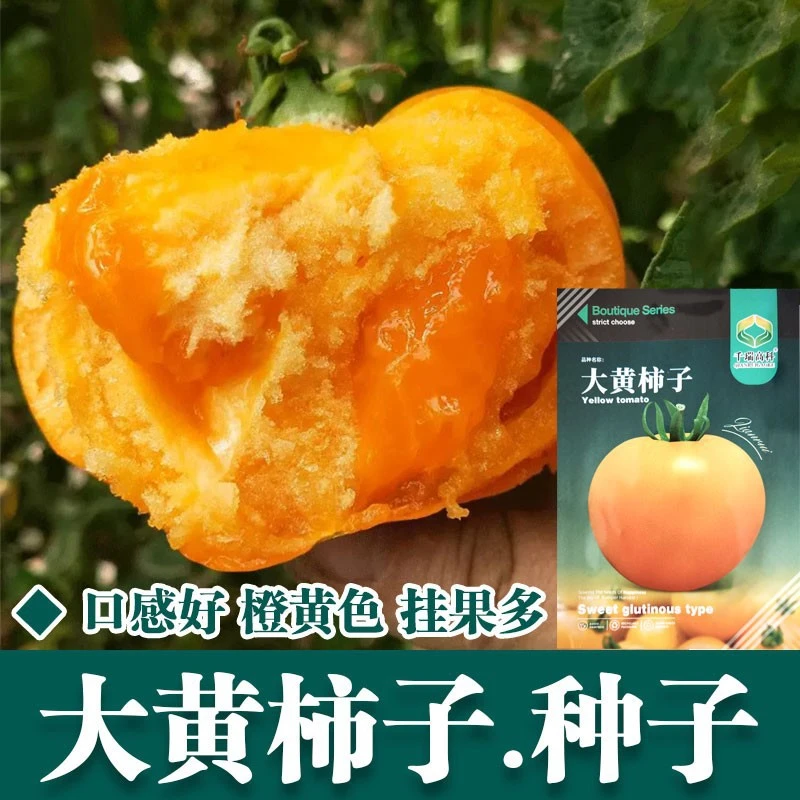 优籽农科种业美国大黄番茄种子 甜柿子籽黄番茄种子