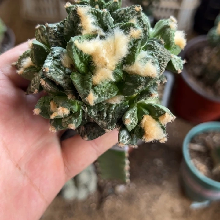 龟甲牡丹仙人球3601号