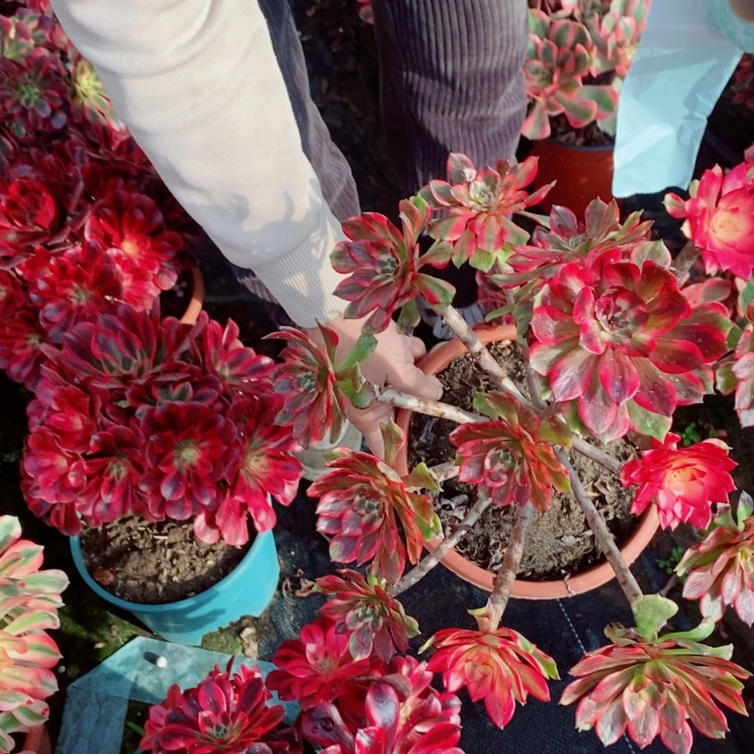 完全开放133号烟化1颗多肉多肉