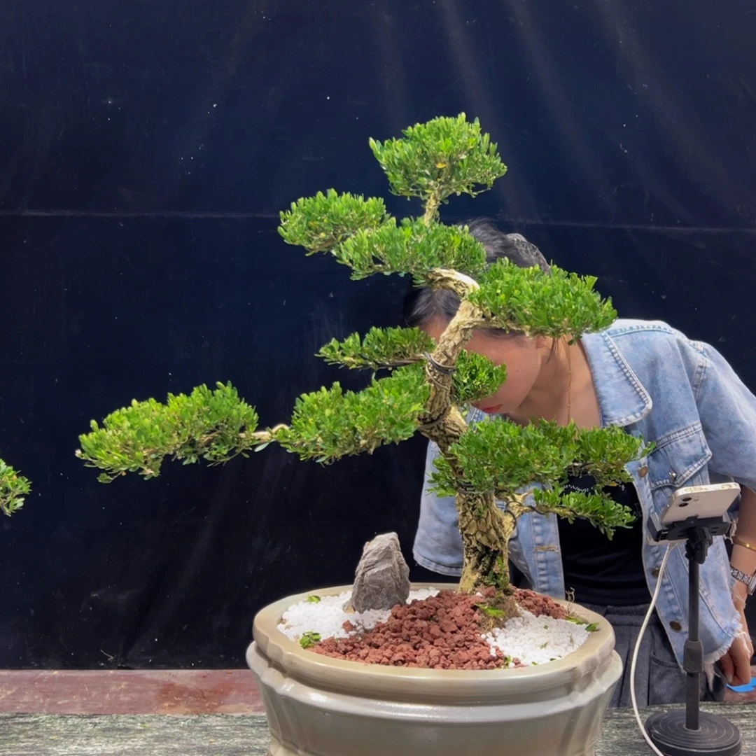 无花朵广东黄杨四季常青