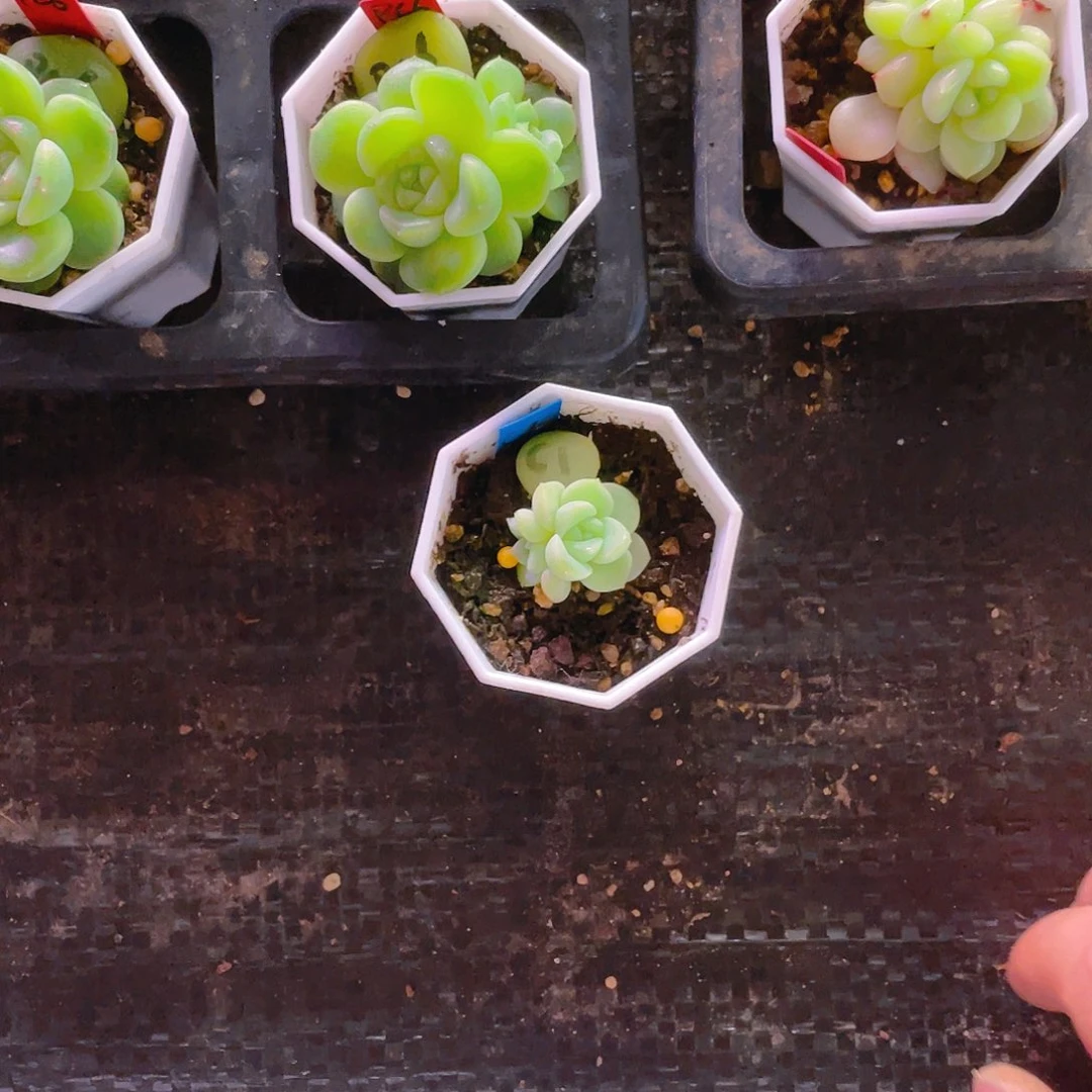 A****5C1双头盆苗一个满25包邮