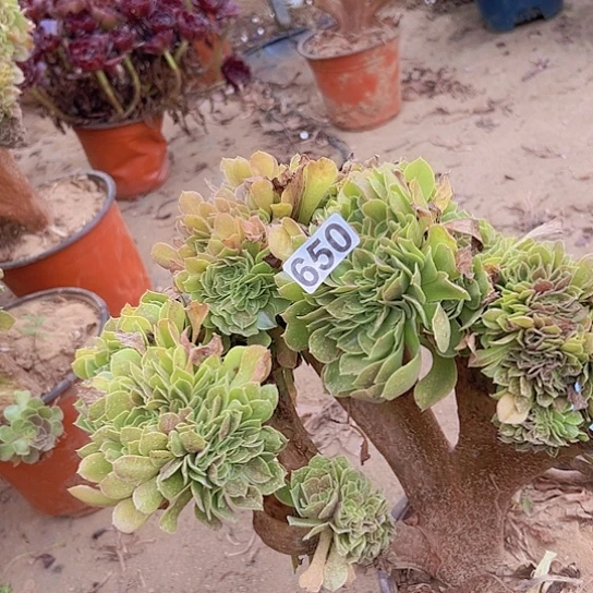 吻***天多肉植物一个法师