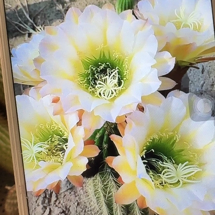 六月五侧芽5公分毛花柱