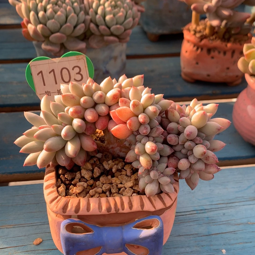 所罗门树缀一物一拍1103