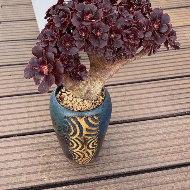 美杜莎朵朵缀化（带盆发货）