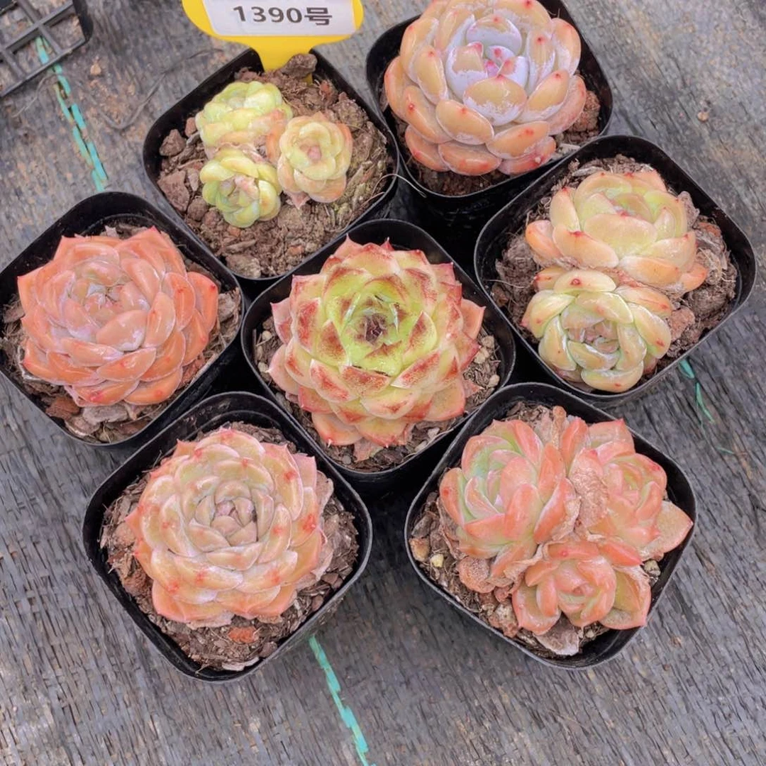 1390号 开播大福利美肉七个