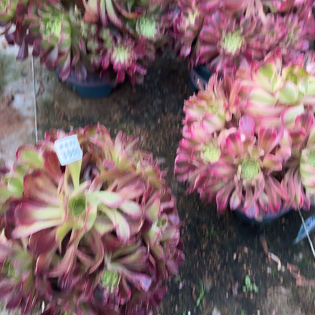 江*多肉植物波斯绿体3996