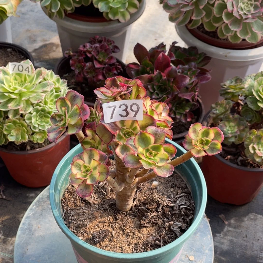 小****?魅影多肉植物老桩
