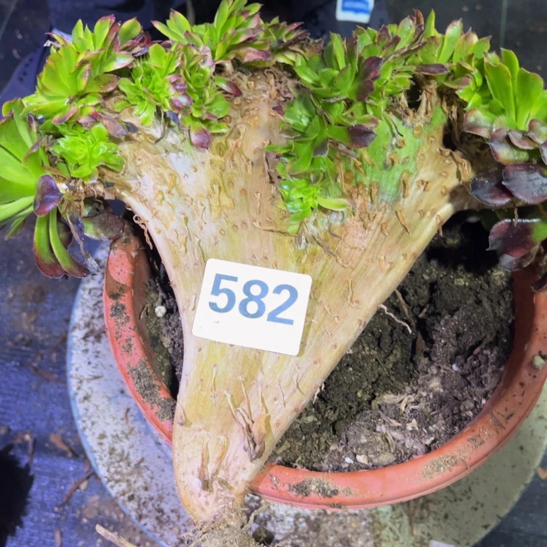 多肉植物满满39包邮，582舞天姬缀有干吧不包损，不满39发单头