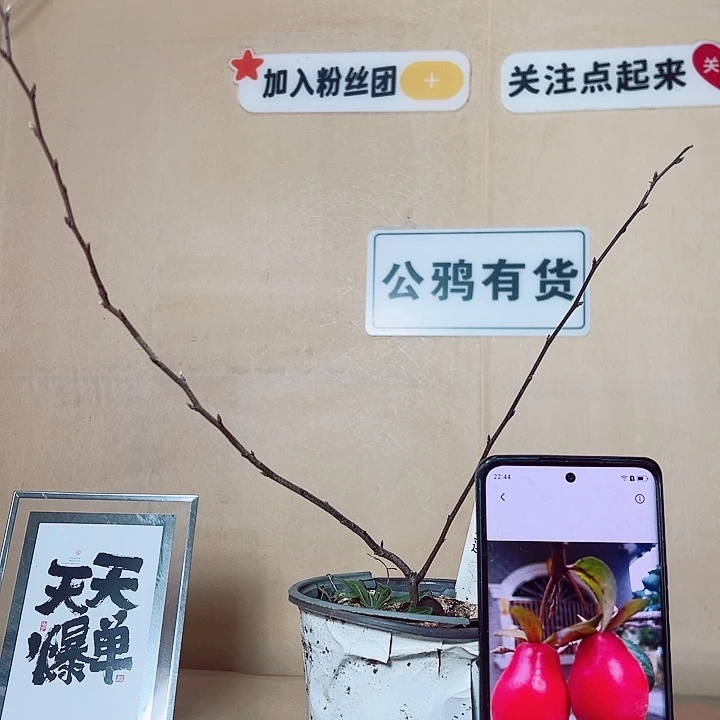 汪***提无花朵哈哈哈哈哈