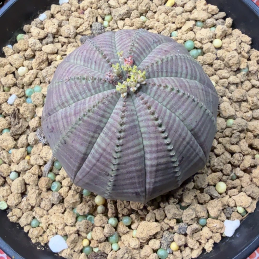 仙人球一物一拍链接