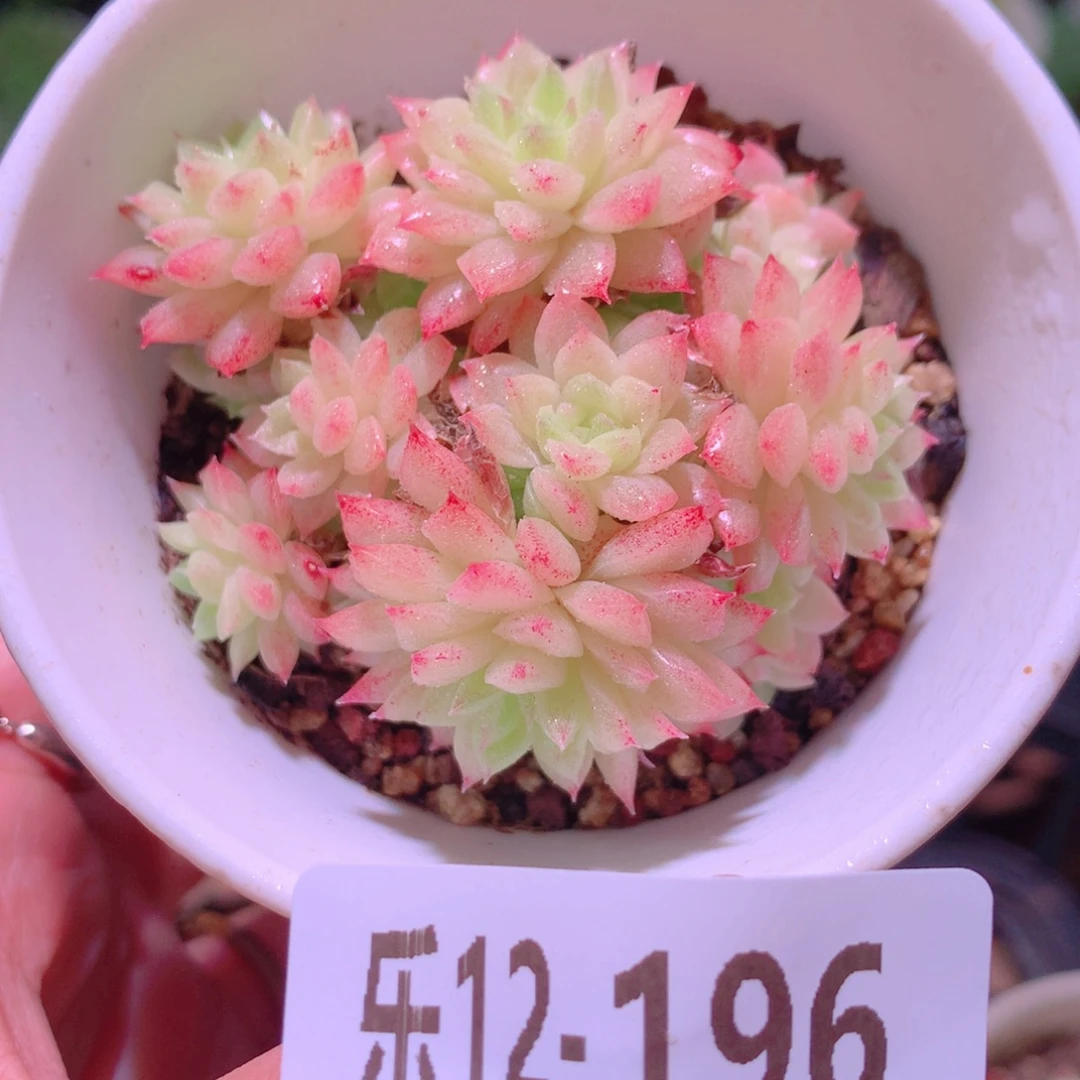乐然12-196 麦秆群