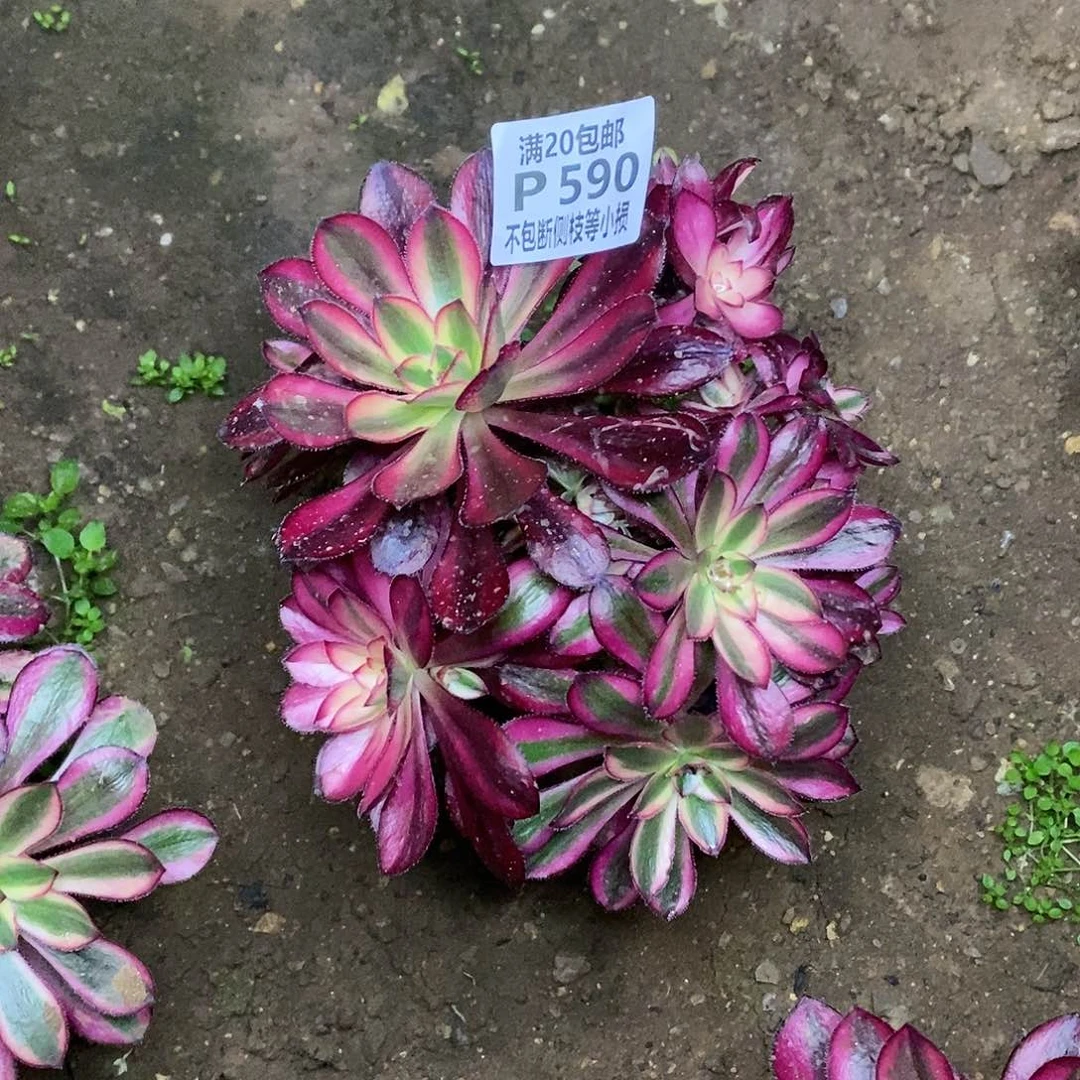 590香奶奶多肉有砍多肉