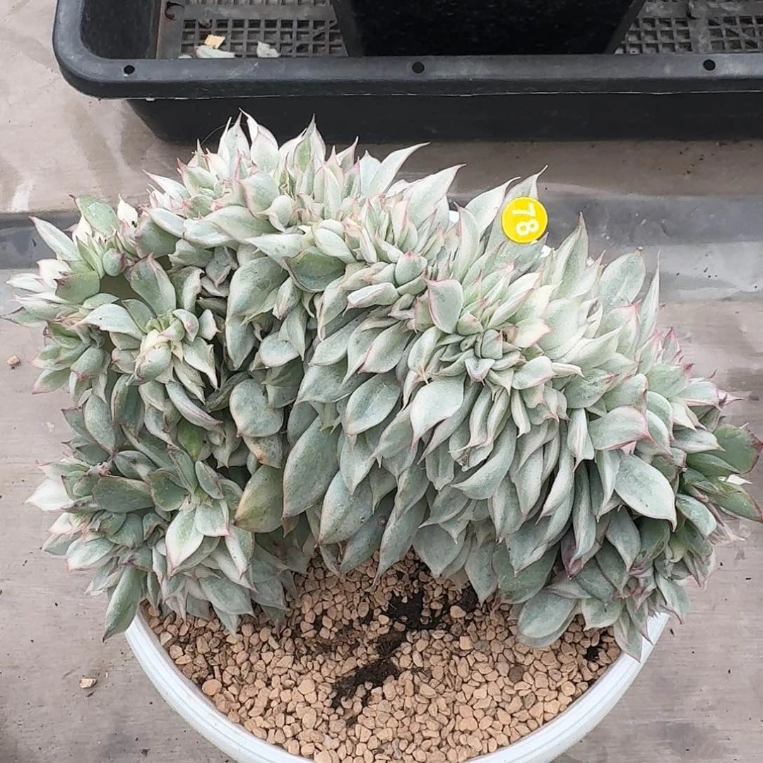 福利月光女神白锦缀17厘米左右