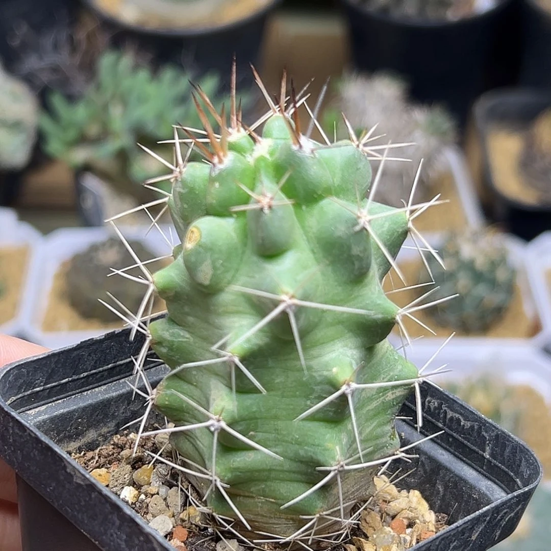 无花朵篝火虾实生球一颗