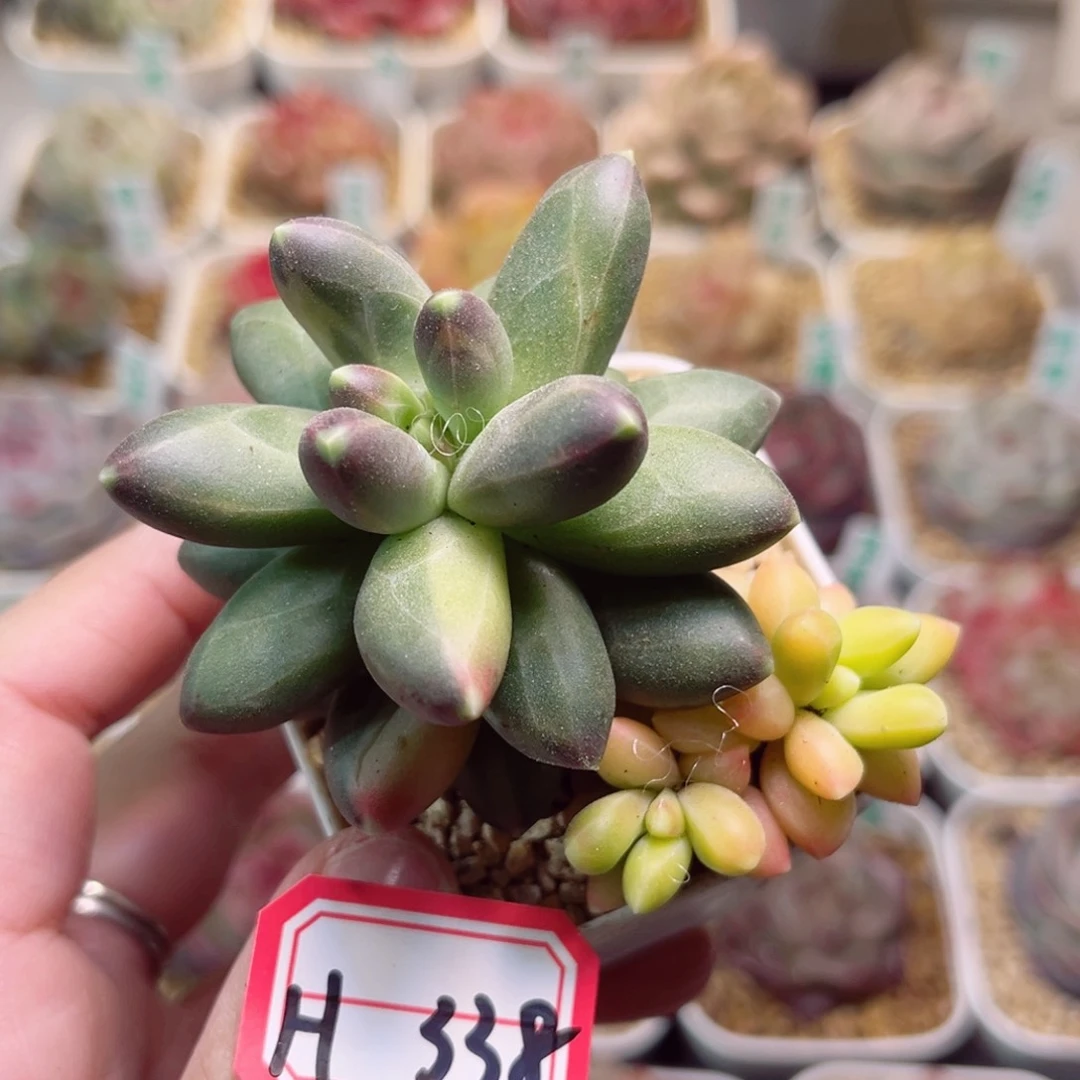 H338一物一拍 千代田锦