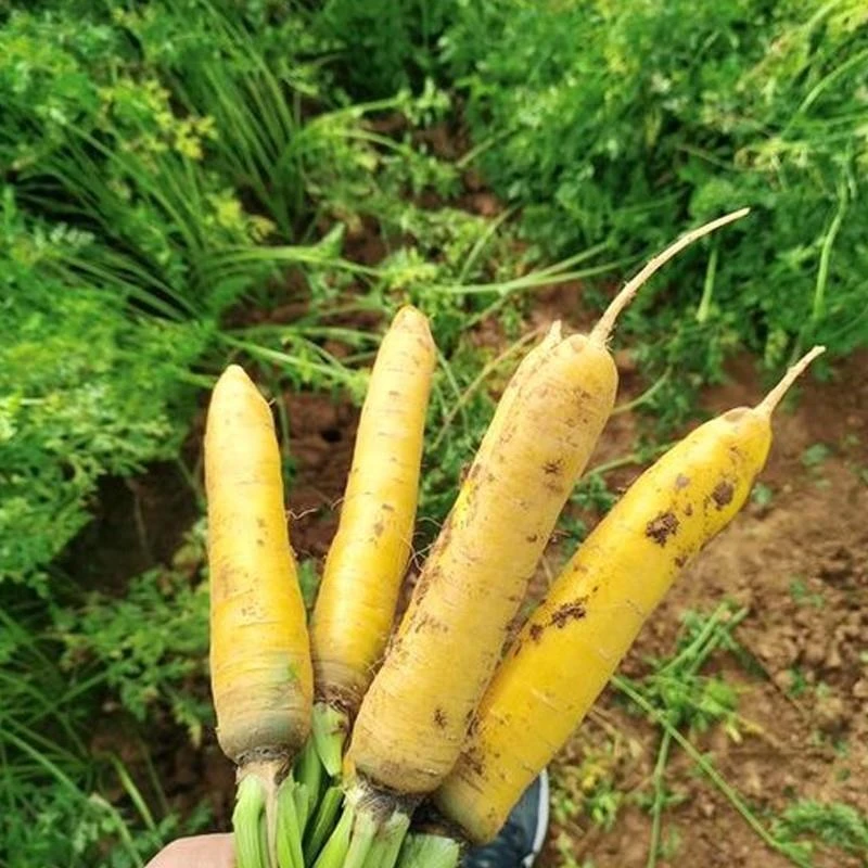 【满5包包邮】齐头胡萝卜种孑甜脆齐头黄胡萝卜种籽秋冬田园萝卜