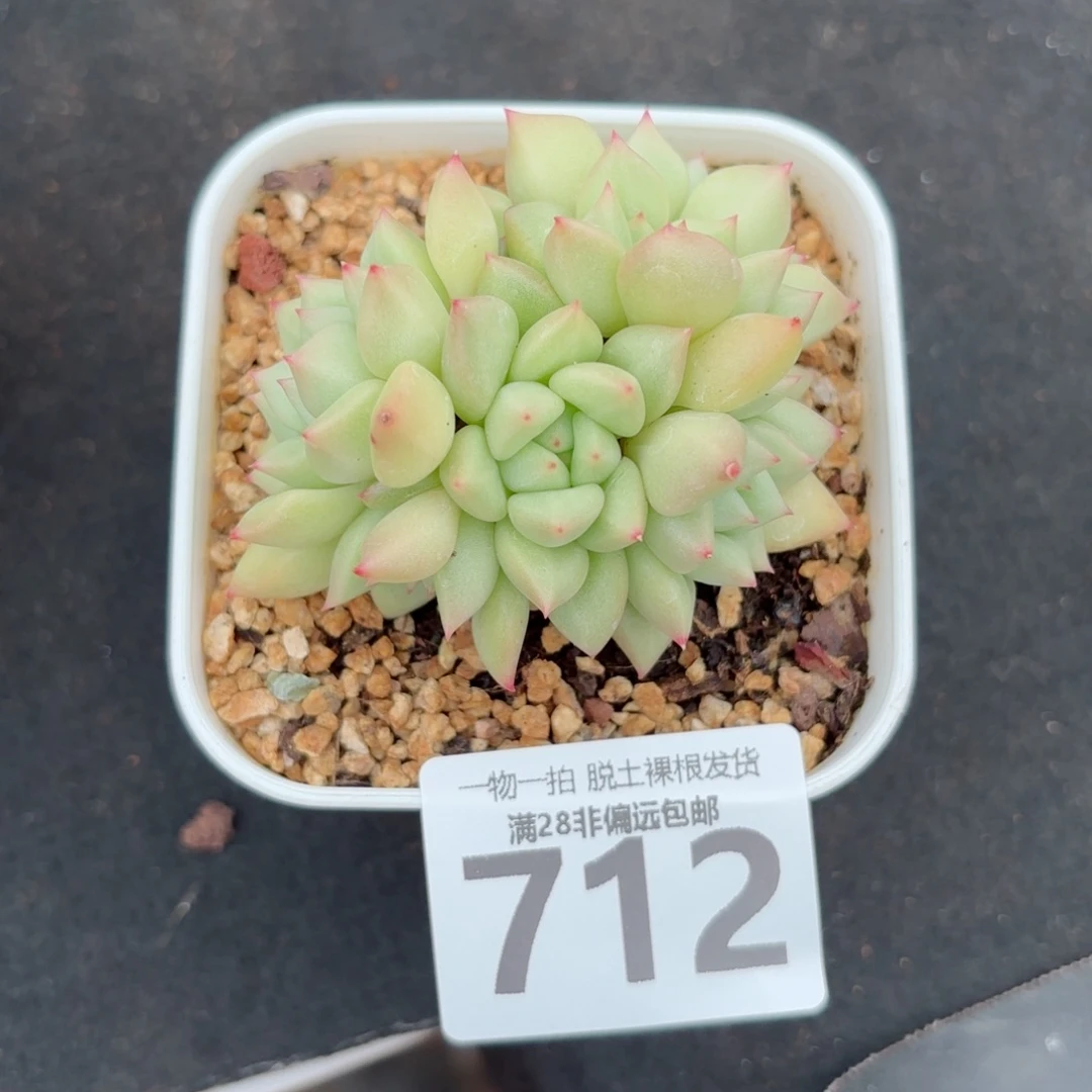 黄金象牙老桩无盆土发货