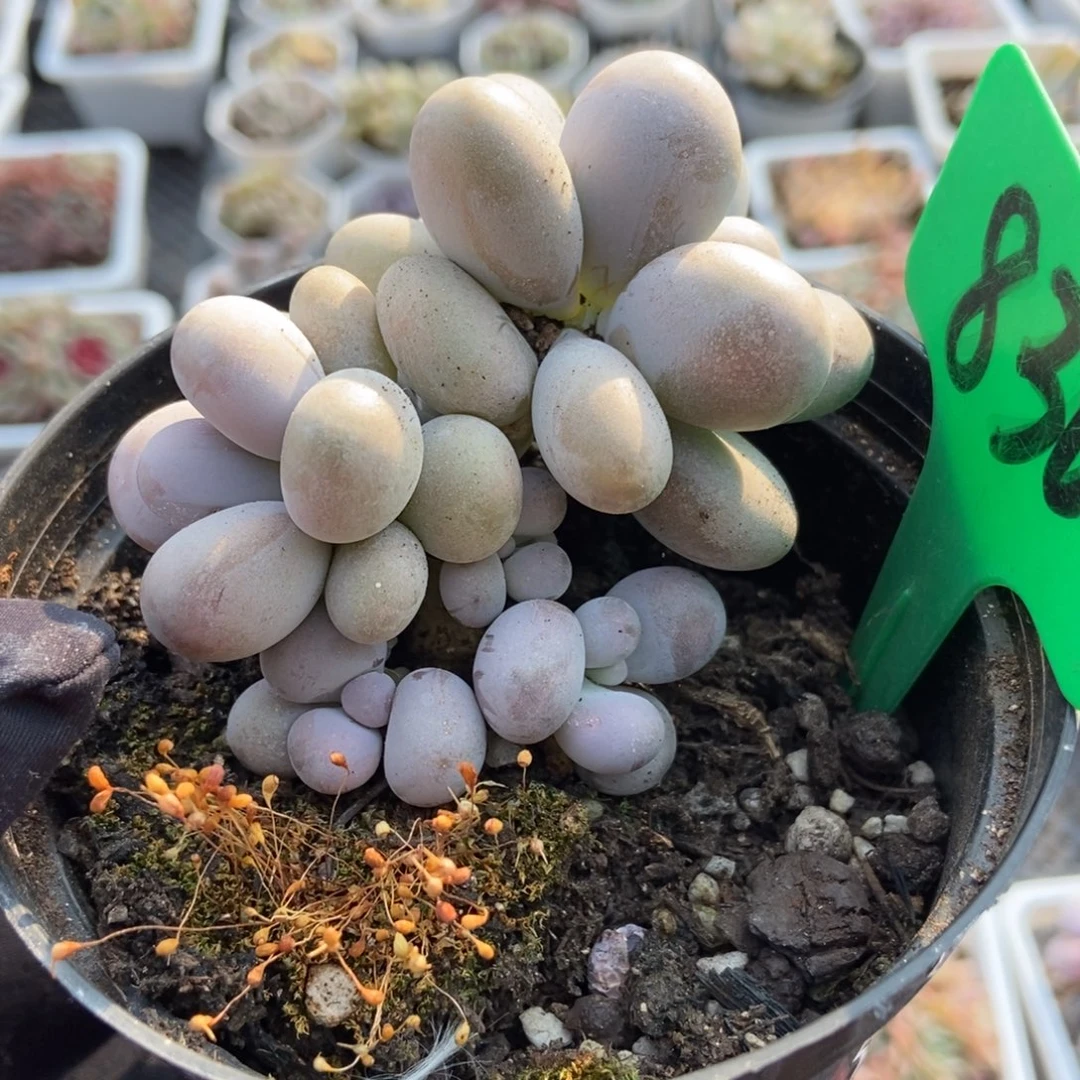 830橙雪球多肉植物