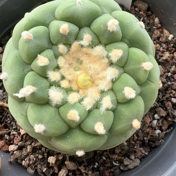 早间福利自跟6.5公分