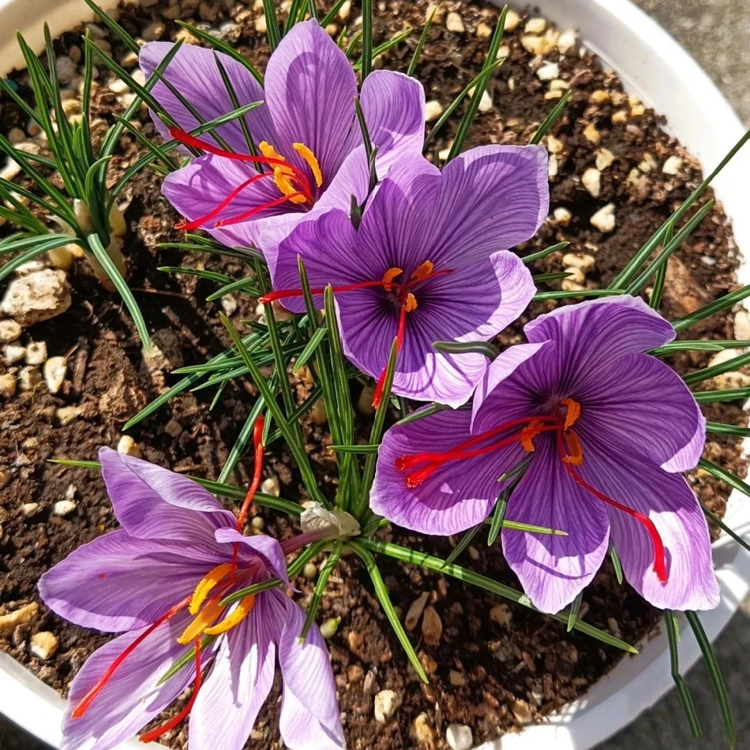 【藏红花种球】当年新种球多年生庭院阳台四季观赏耐寒耐旱花卉种子