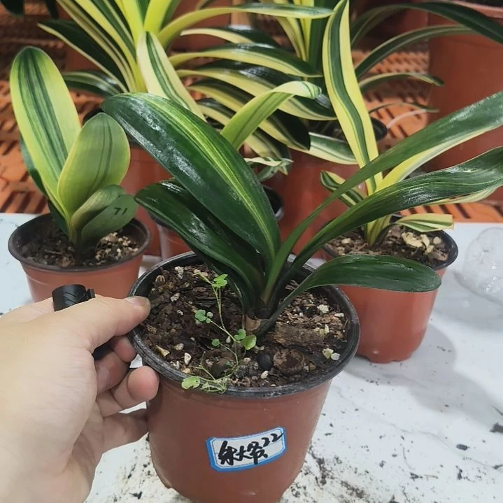 朱***，完全开放长春鑫华盛兰苑精品君子兰