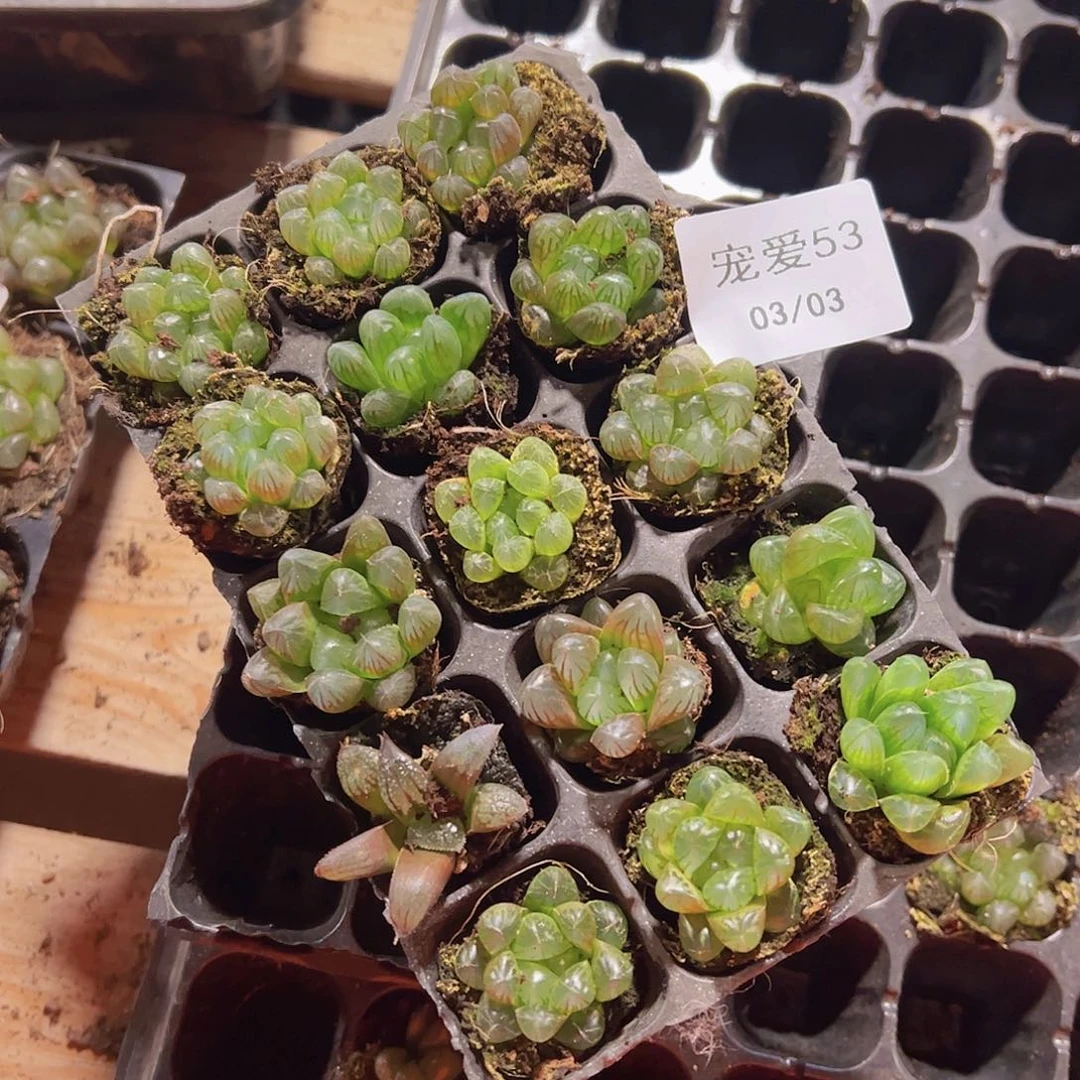 直播福利一物一拍53