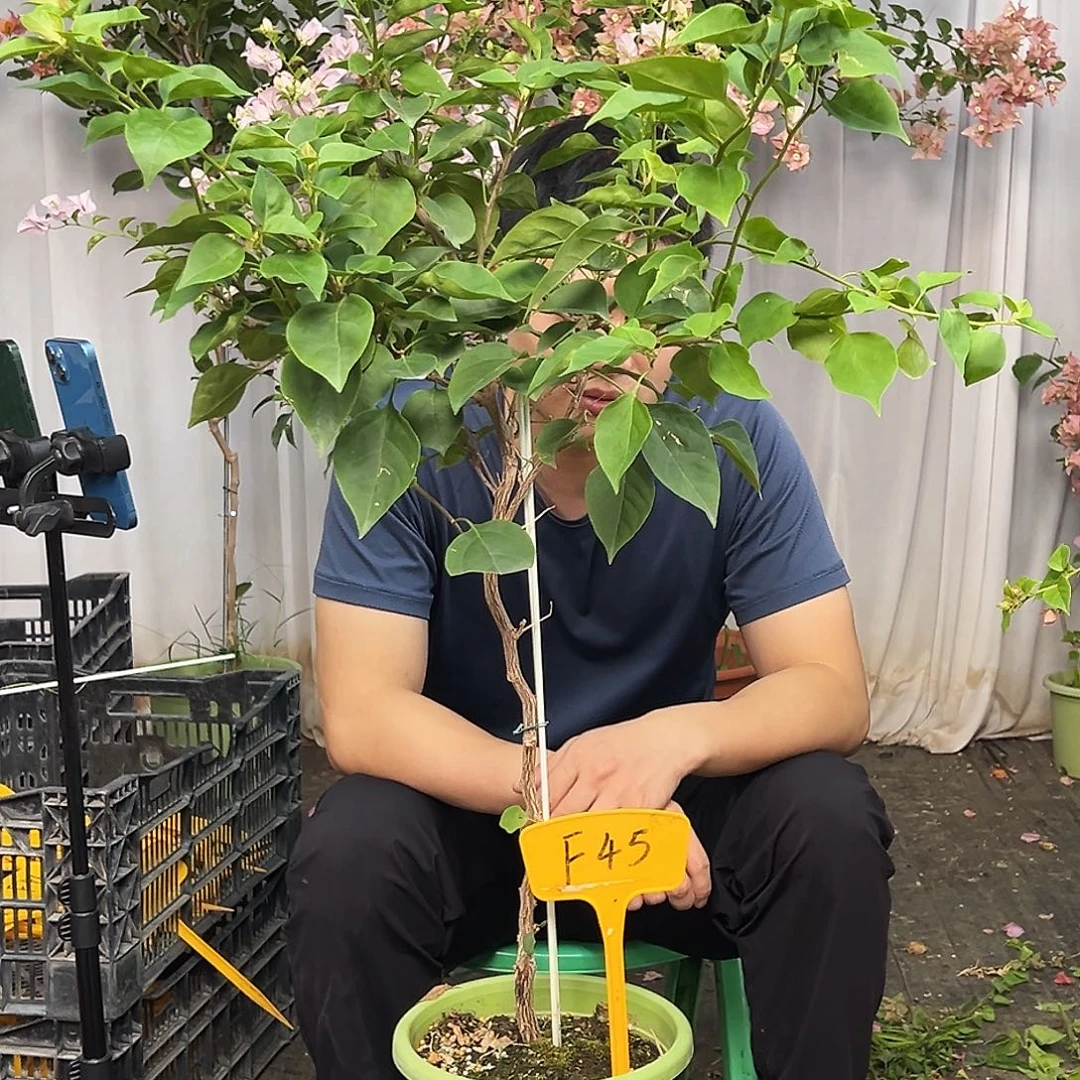 合***标大部分花苞少量开放F45不甜