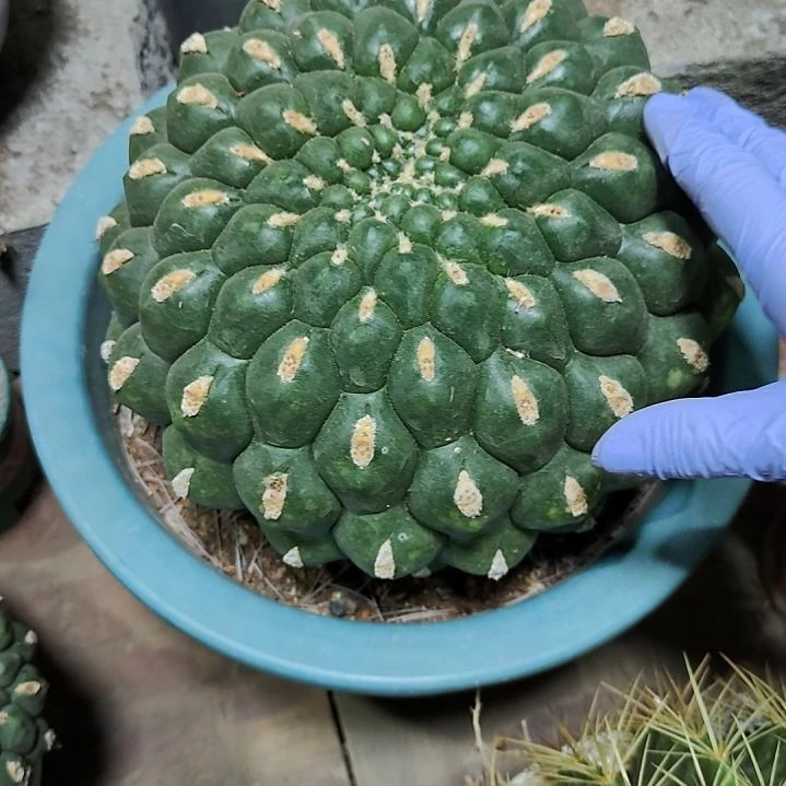 佛头2150000000000000000