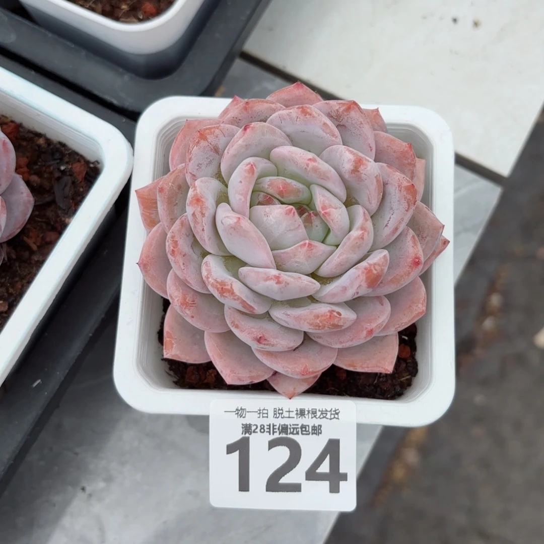 橙梦露单头无盆土发货