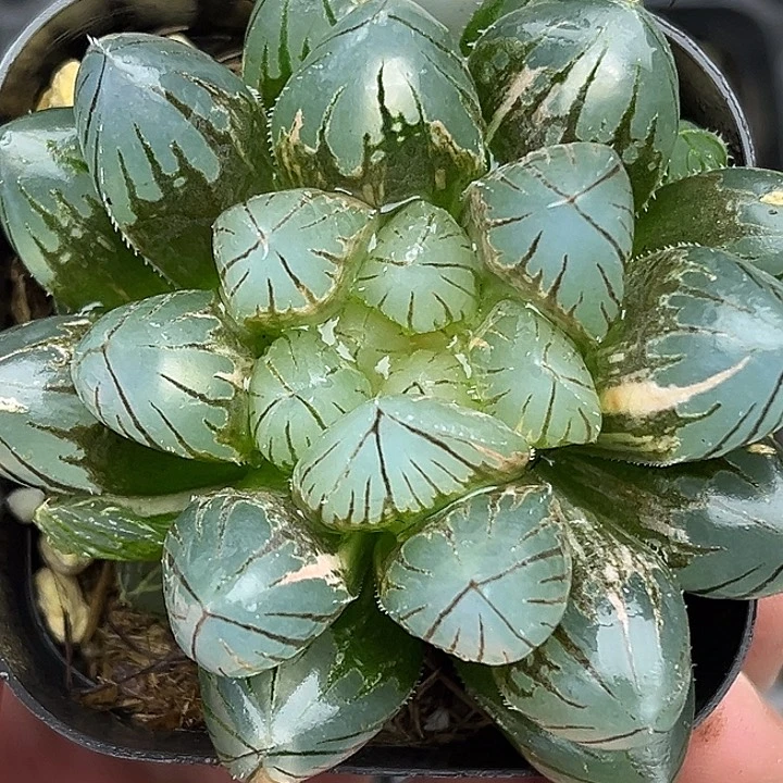 35大窗变异龙爪玉露锦