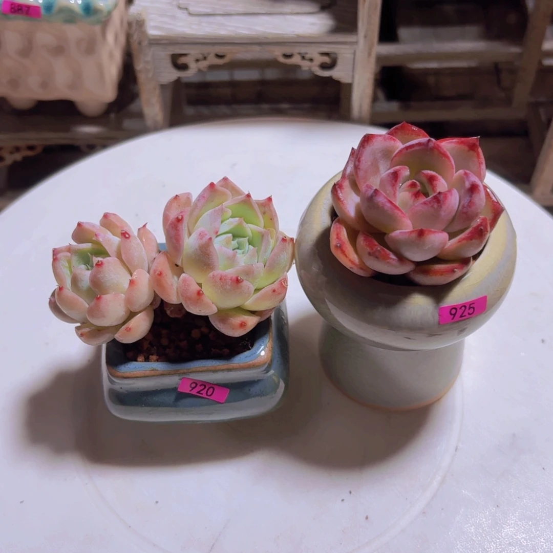 虎***妈一物一拍编号920 925