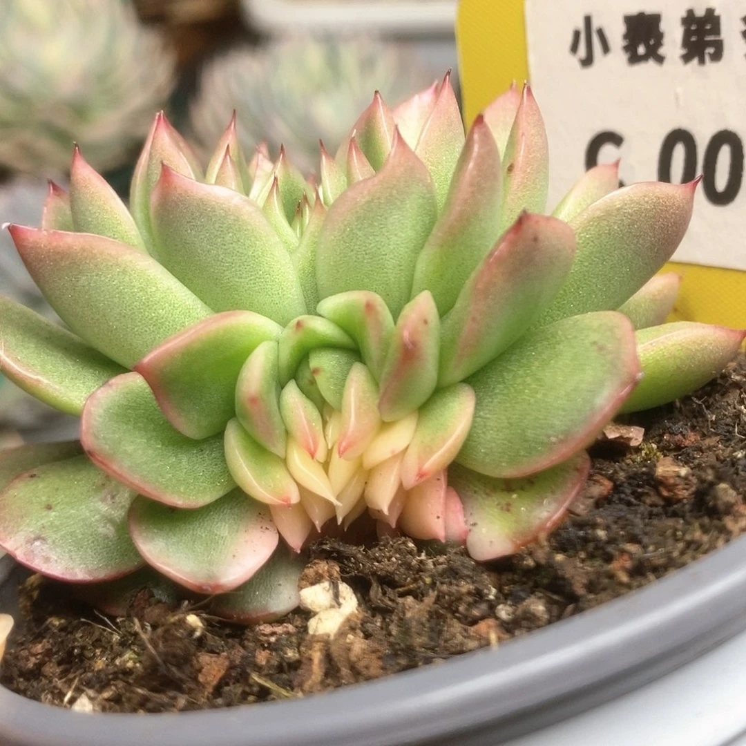 099锦锦锦锦锦锦锦