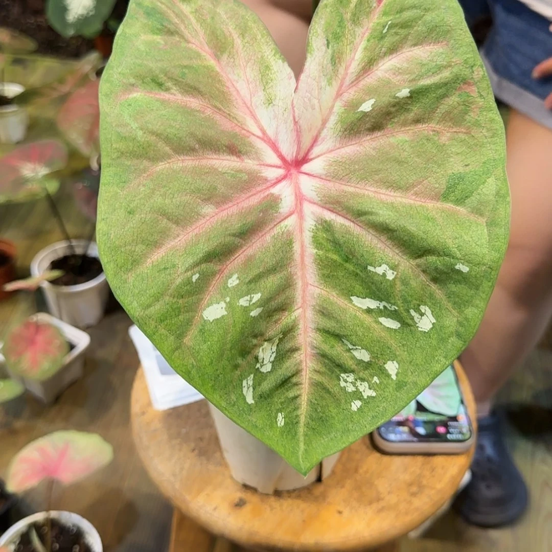 抹茶粉白海王彩叶芋