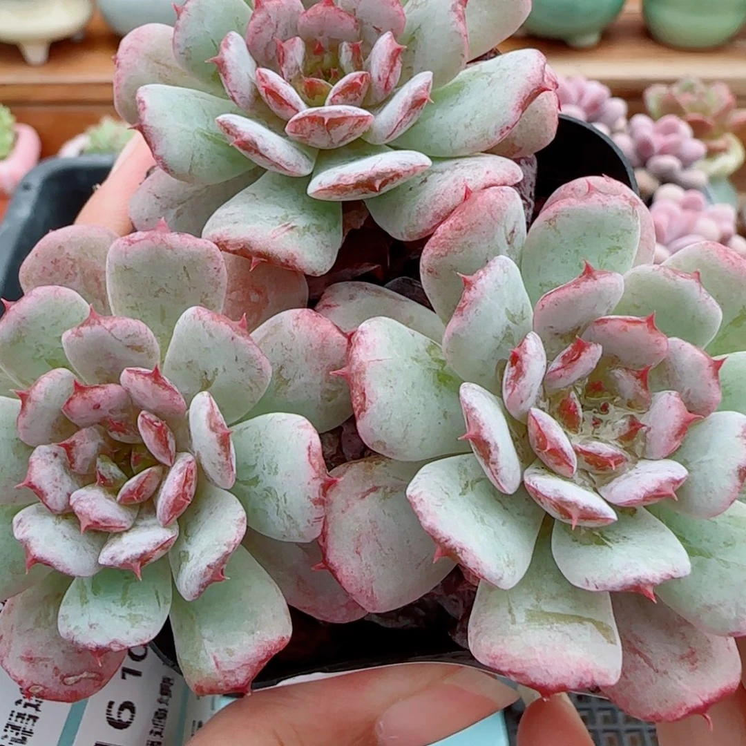 花语逸镜1013-108糖心母本