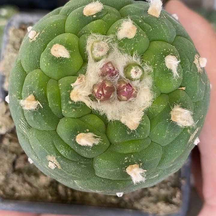 苗接海鲜吃563号