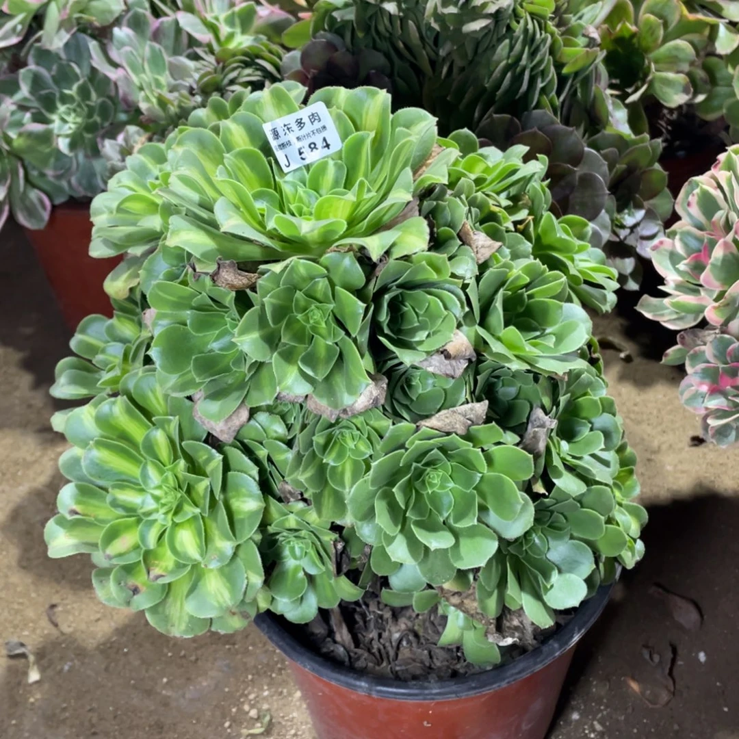 584翡翠多肉法师断枝不包